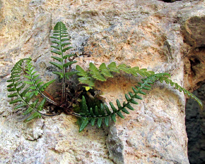 Silverback Fern, PITYROGRAMMA CALOMELANOS, small one