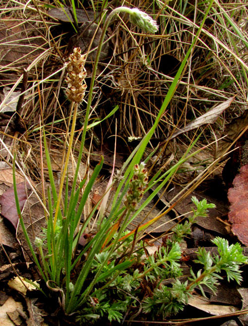 PLANTAGO NIVEA, habitat