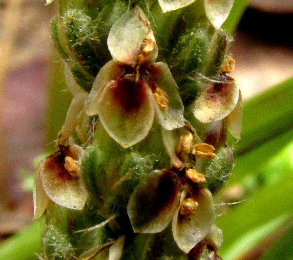 PLANTAGO NIVEA, flowers close up