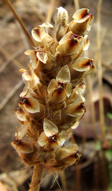 PLANTAGO NIVEA, mature spike