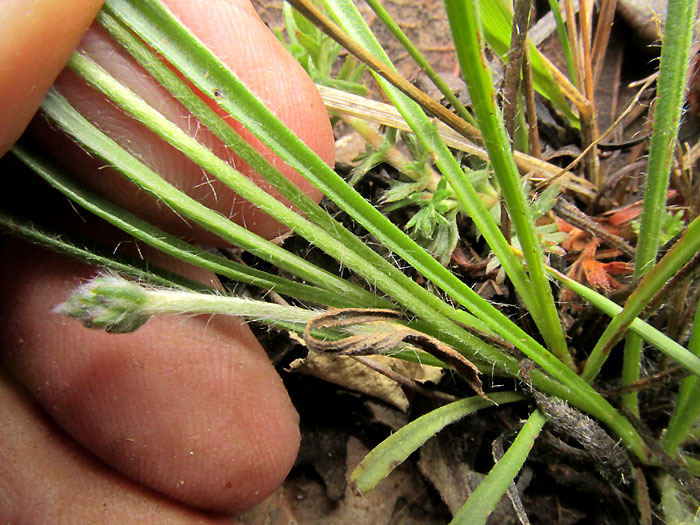 PLANTAGO NIVEA, hairy leaves