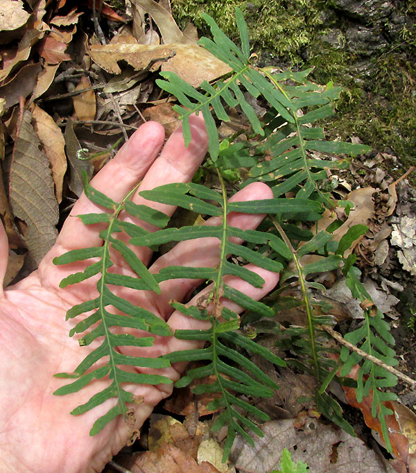 Scaly Polypody, PLEOPELTIS PLEBEIA, form & habitat