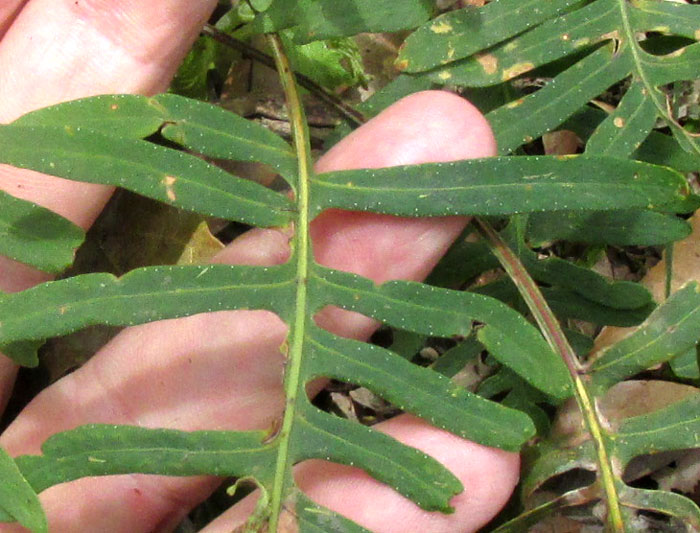 Scaly Polypody, PLEOPELTIS PLEBEIA, form & habitat