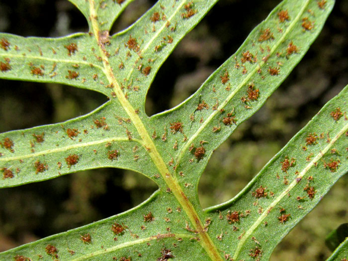 Scaly Polypody, PLEOPELTIS PLEBEIA, sori