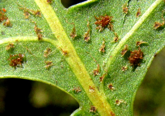 Scaly Polypody, PLEOPELTIS PLEBEIA, scales on  undersurface and sori