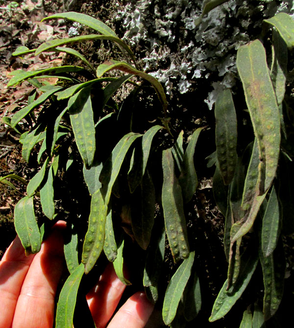 Redscale Scaly Polypody, PLEOPELTIS POLYLEPIS, habitat & form