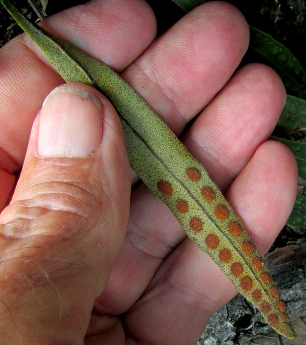 Redscale Scaly Polypody, PLEOPELTIS POLYLEPIS, frond undersurface with sori