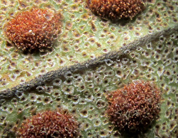 Redscale Scaly Polypody, PLEOPELTIS POLYLEPIS, close-up of sori and peltate scales