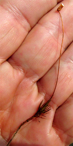 Juniper Haircap, POLYTRICHUM JUNIPERINUM, entire plant in hand