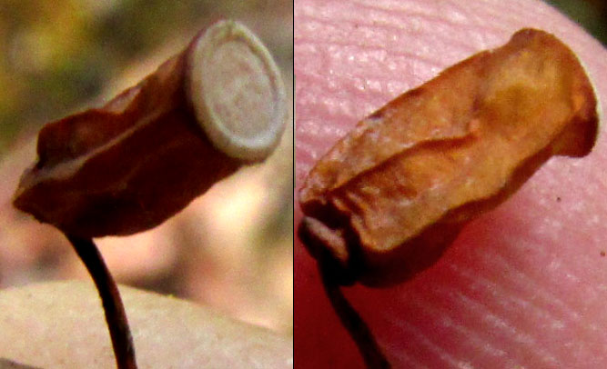 Juniper Haircap, POLYTRICHUM JUNIPERINUM, capsule close-up showing epiphragm