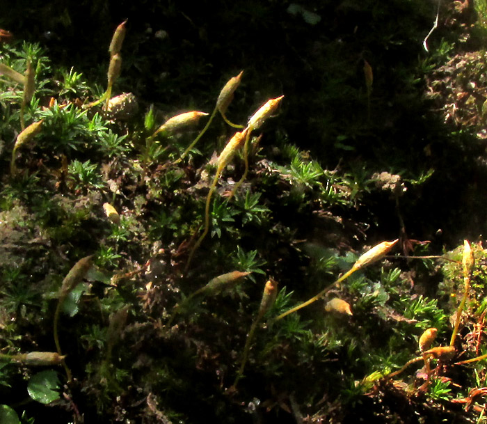 Juniper Haircap, POLYTRICHUM JUNIPERINUM, on eroded, shaded gully slope in oak woods