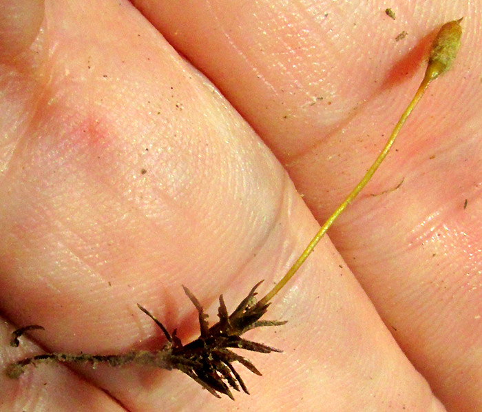 Juniper Haircap, POLYTRICHUM JUNIPERINUM, plant in hand