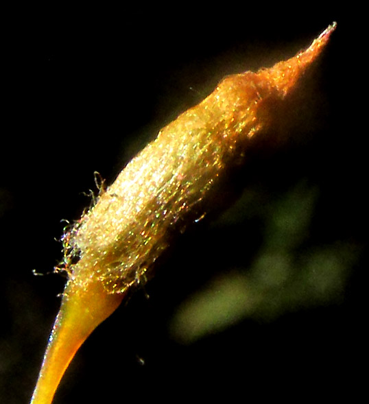 Juniper Haircap, POLYTRICHUM JUNIPERINUM, hairy calyptra