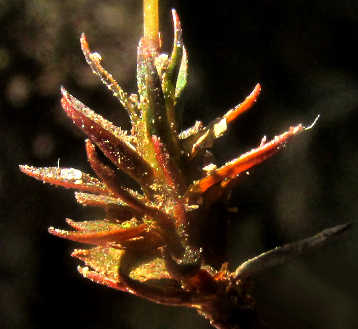 Juniper Haircap, POLYTRICHUM JUNIPERINUM, plant in hand