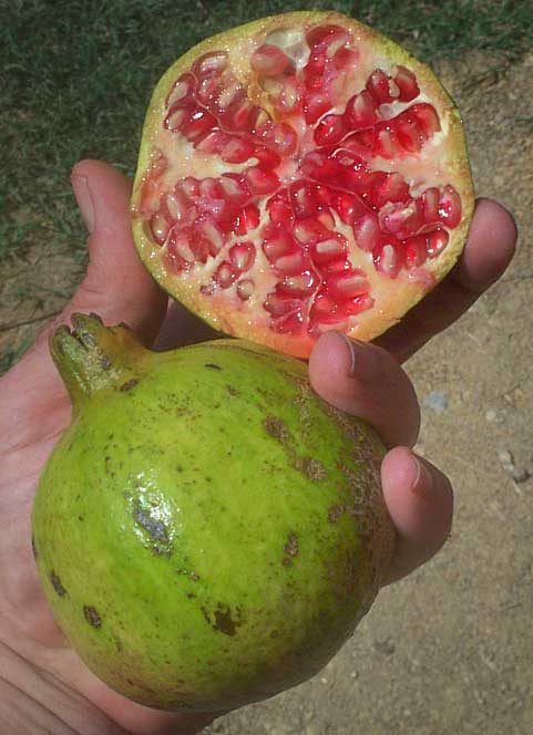 POMEGRANATES/ GRANADAS