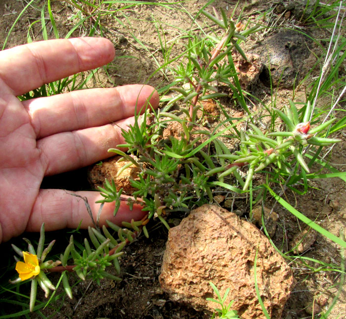 PORTULACA MEXICANA, flowering plant in habitat