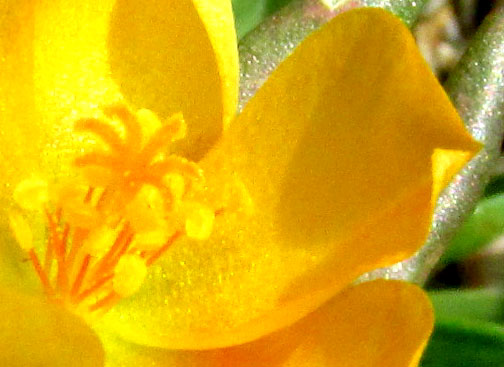 PORTULACA MEXICANA, stigma & stamens