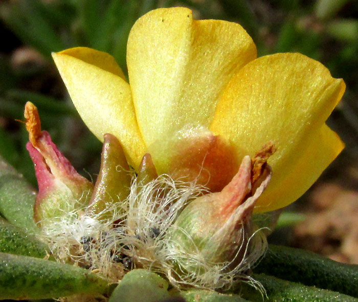 PORTULACA MEXICANA