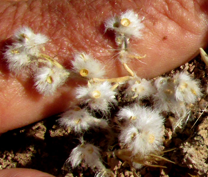 PORTULACA MEXICANA, past-seed-dispersal, dead plants