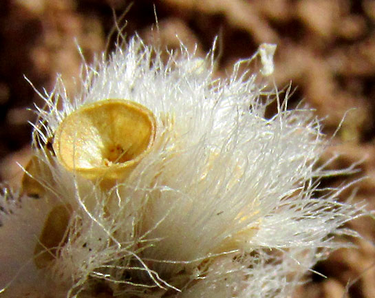 PORTULACA MEXICANA, empty fruit pod amid dense long hairs