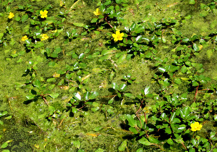 Floating Primrose Willow, LUDWIGIA PEPLOIDES, choked pond in Mexico