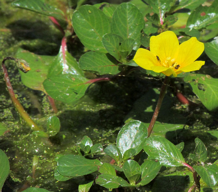 Floating Primrose Willow, LUDWIGIA PEPLOIDES, floating leaves and emergent flower