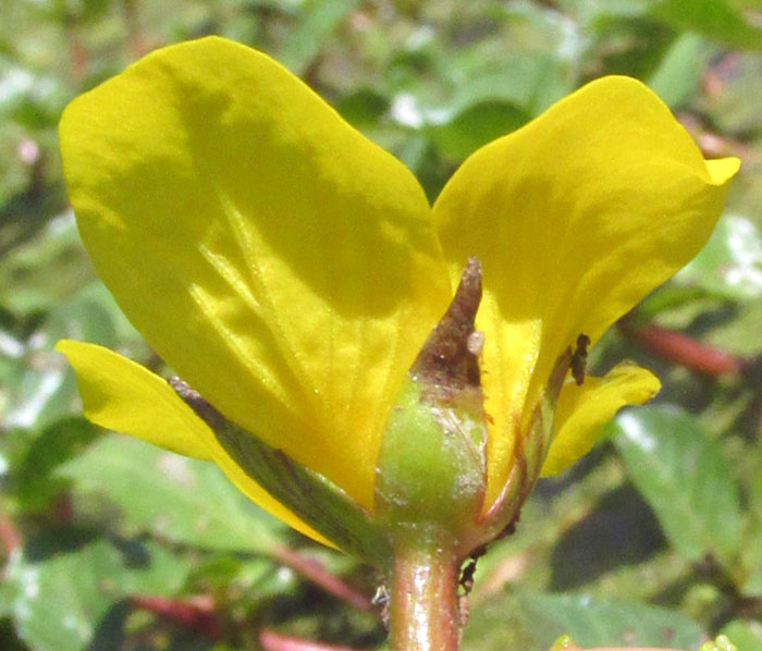 Floating Primrose Willow, LUDWIGIA PEPLOIDES, flower from below