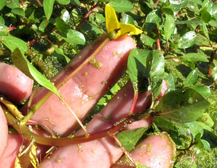 Floating Primrose Willow, LUDWIGIA PEPLOIDES, flower on pedicel arising from submerged stem with adventitious roots