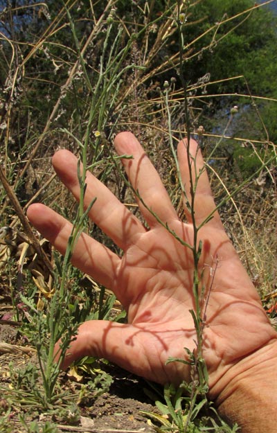 Cilantrillo, PSILACTIS BREVILINGULATA, plant