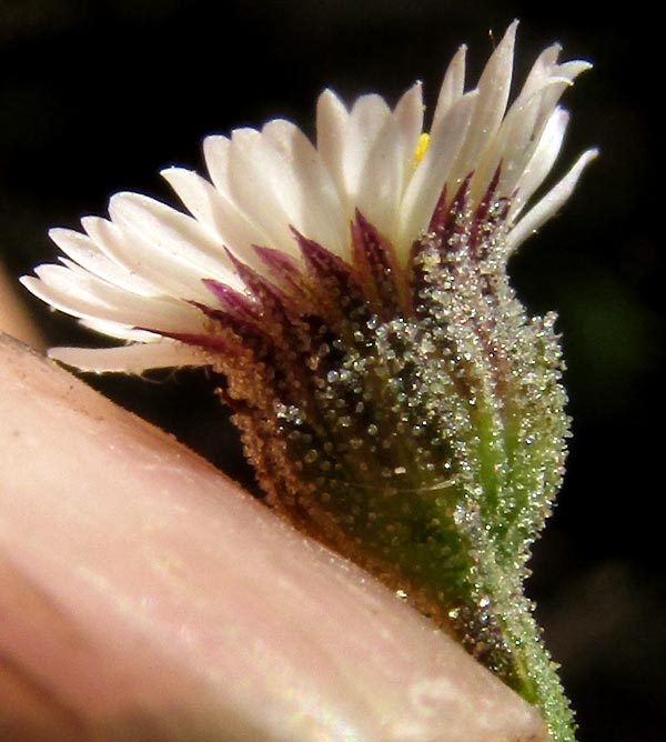 Cilantrillo, PSILACTIS BREVILINGULATA, involucre covered with stipitate glands