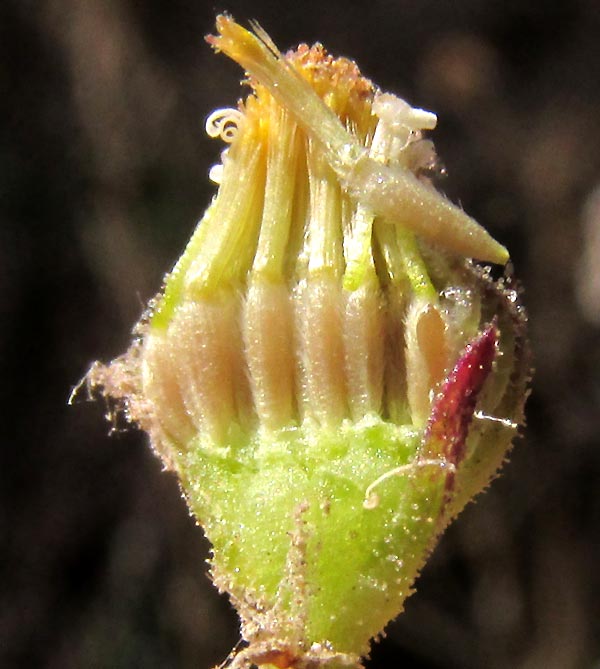 Cilantrillo, PSILACTIS BREVILINGULATA, broken open head