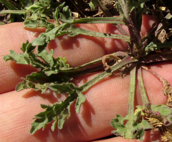 Cilantrillo, PSILACTIS BREVILINGULATA, basal leaves