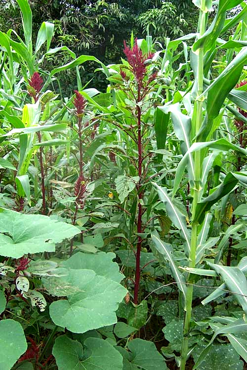 AMARANTHUS HYPOCHONDRIACUS, Prince's Feather, Quelite