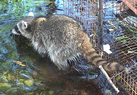 Raccoon, PROCYON LOTOR