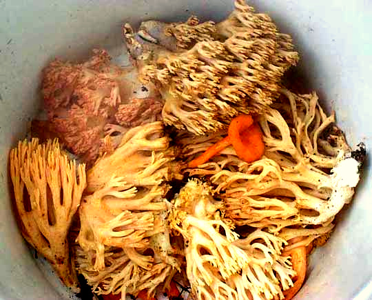 RAMARIA