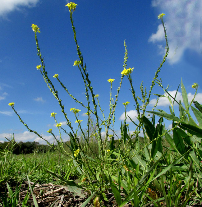 Turnipweed, RAPISTRUM RUGOSUM, form & habitat