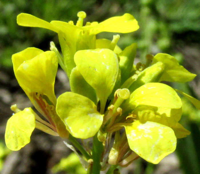 Turnipweed, RAPISTRUM RUGOSUM, flowers