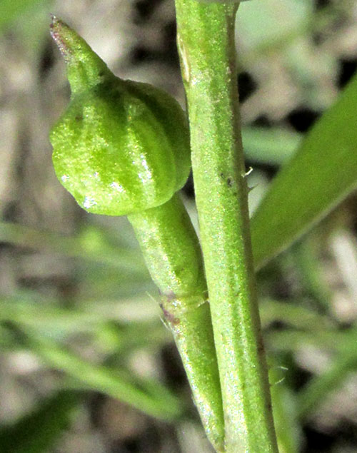 Turnipweed, RAPISTRUM RUGOSUM, immature fruit