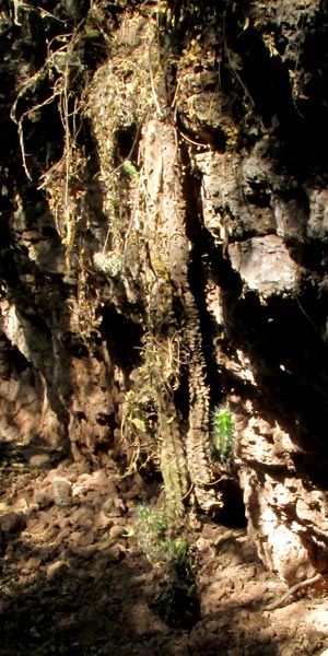 Velvet Bur Cactus, OPUNTIA PUBESCENS, covered with mud, dangling from cliff