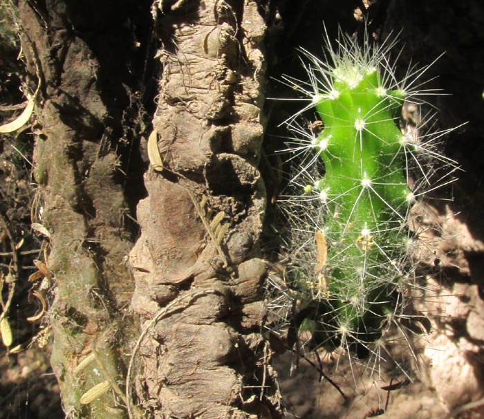 Velvet Bur Cactus, OPUNTIA PUBESCENS, young stem close up