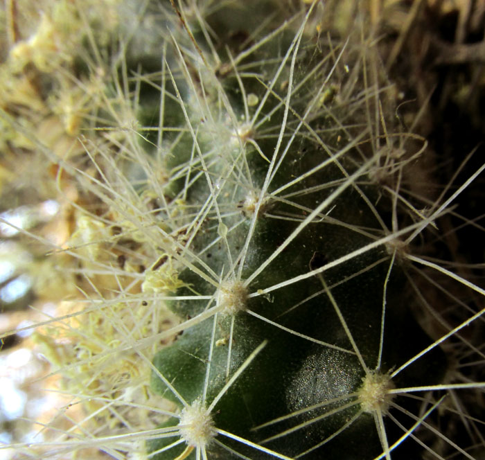 Velvet Bur Cactus, OPUNTIA PUBESCENS, young stem close up