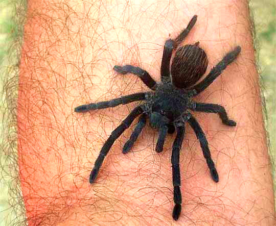 TLILTOCATL VAGANS, Mexican Redrump Tarantula