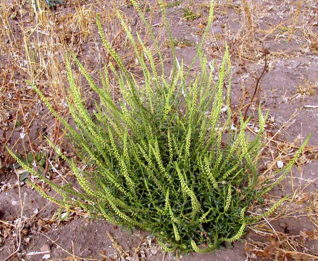 Dyer's Rocket, RESEDA LUTEOLA, in habitat