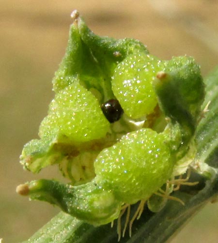 Dyer's Rocket, RESEDA LUTEOLA, mature seed in pod