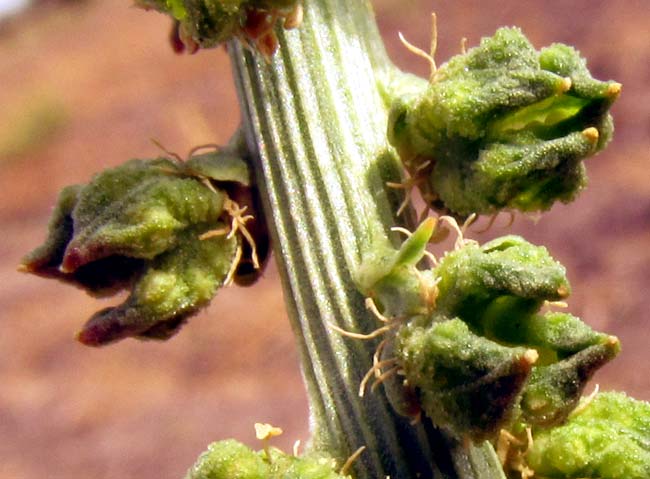 Dyer's Rocket, RESEDA LUTEOLA, pod opening showing immature seeds