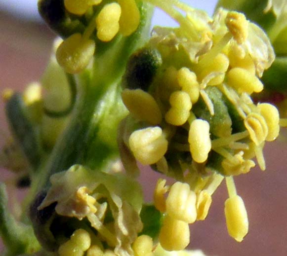 Dyer's Rocket, RESEDA LUTEOLA, older flower