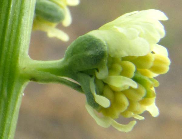 Dyer's Rocket, RESEDA LUTEOLA, flower side view