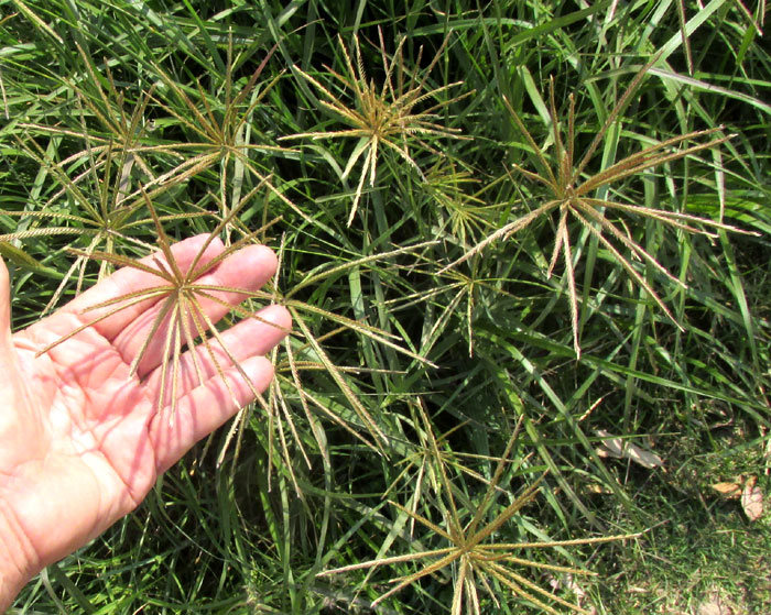 Rhodesgrass, CHLORIS GAYANA