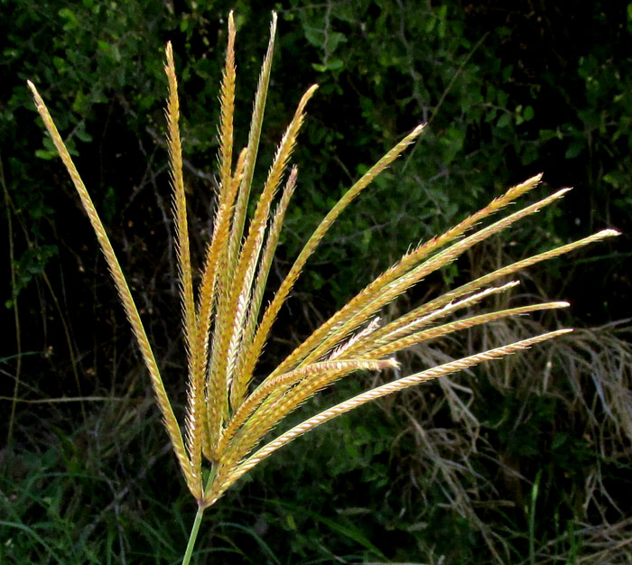 Rhodesgrass, CHLORIS GAYANA, inflorescence