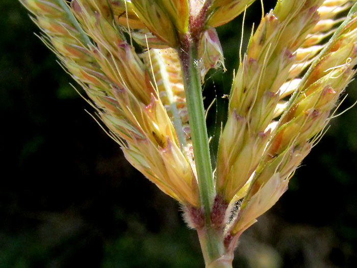 Rhodesgrass, CHLORIS GAYANA, close-up of inflorecence bottom